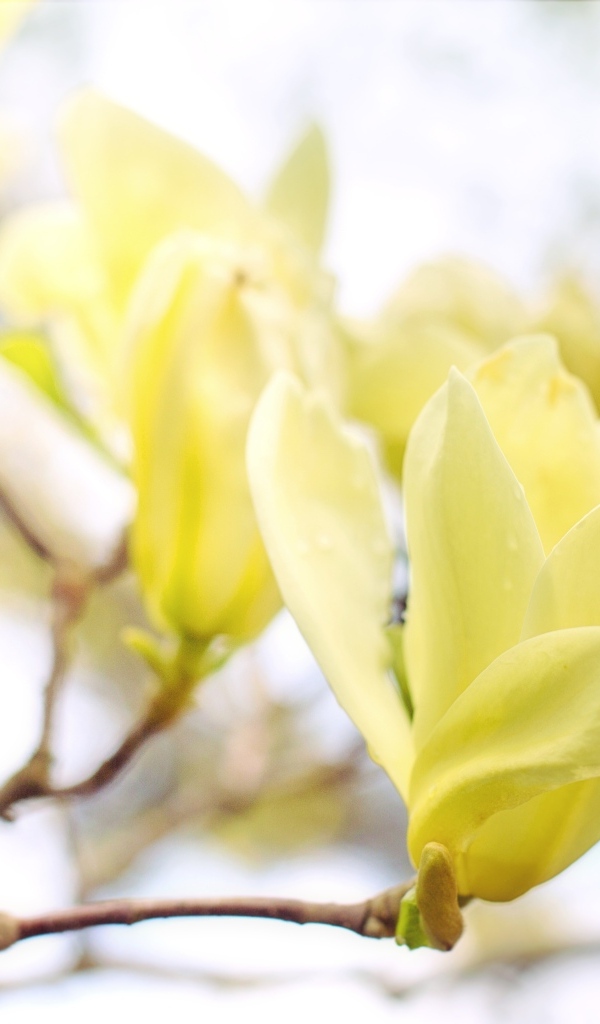 Желтые цветы магнолии на ветке дерева