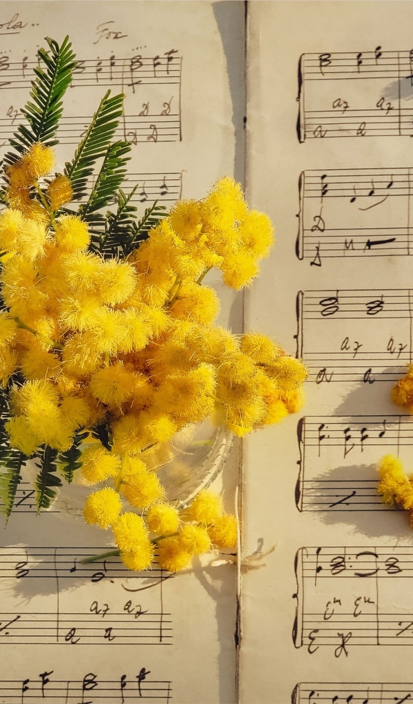 Желтые цветы мимозы на нотной тетради