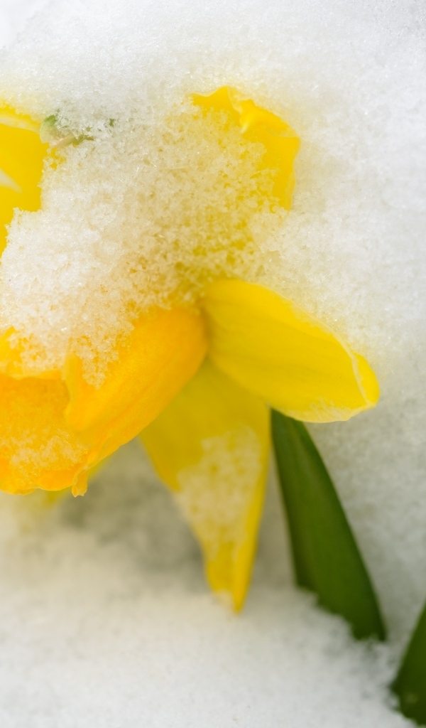 Желтый цветок нарцисса в белом снегу