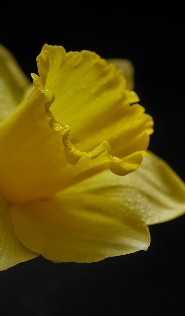 Желтый цветок нарцисса на черном фоне