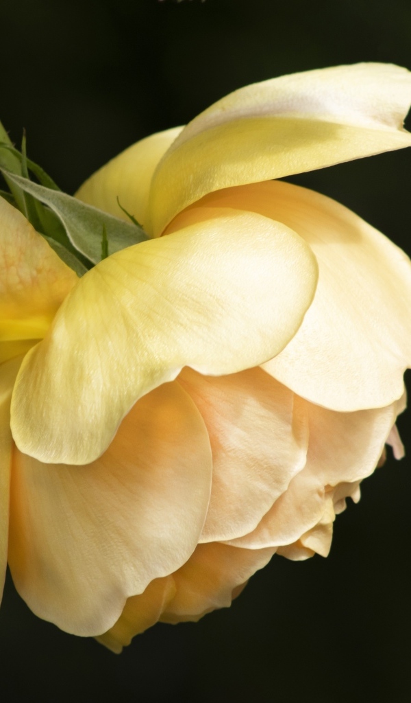 Желтая сорванная роза на черном фоне