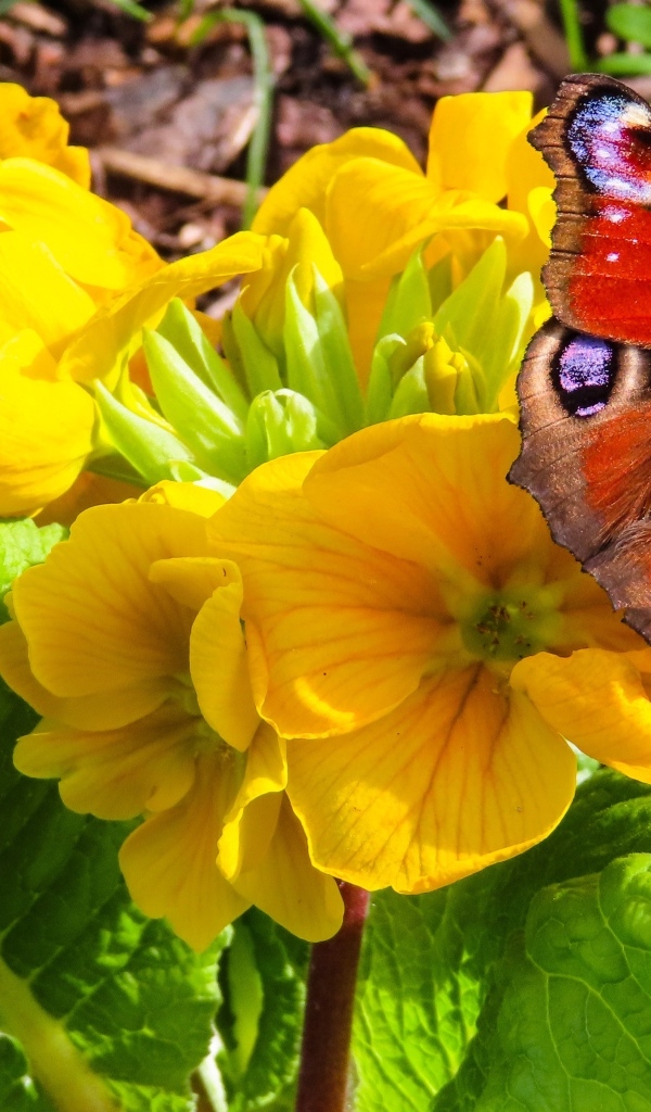 Желтые цветы примулы с бабочкой