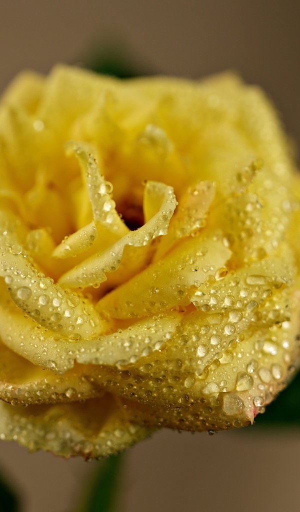 Желтая роза в каплях росы крупным планом