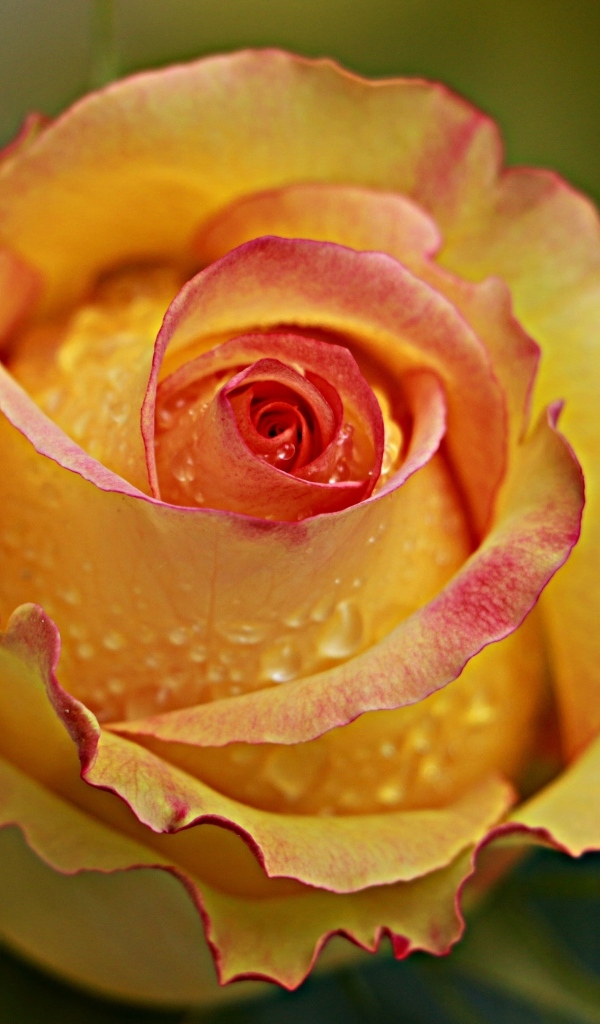 Желтая роза в каплях крупным планом