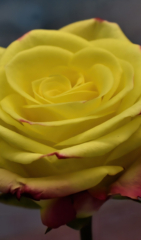 Желтая роза с красными краями на лепестках 