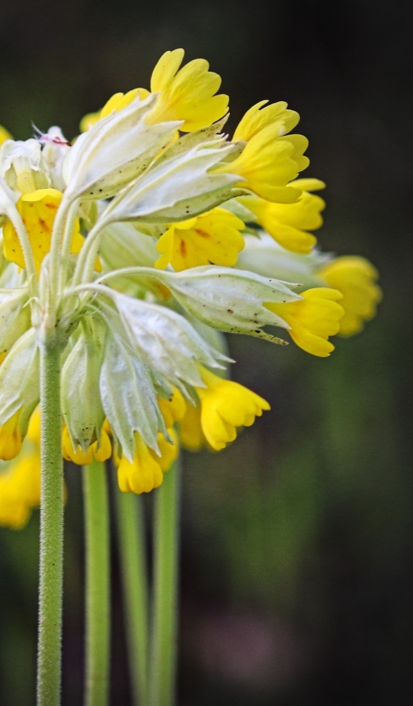 Желтые цветы примула весенняя