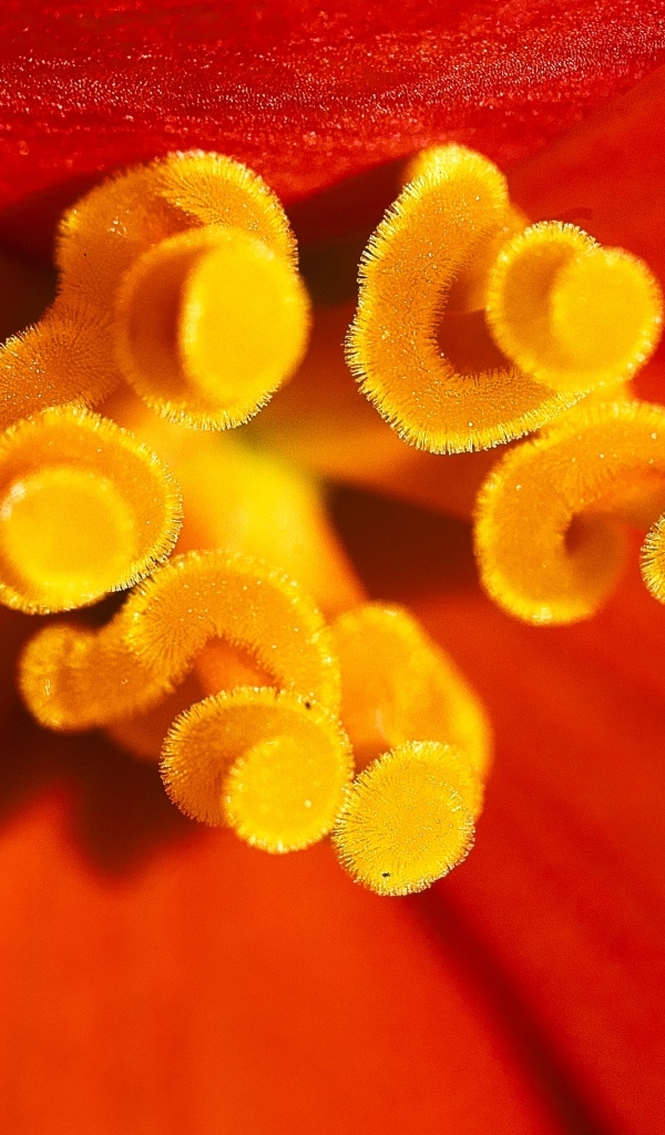 Желтые тычинки красного тюльпана