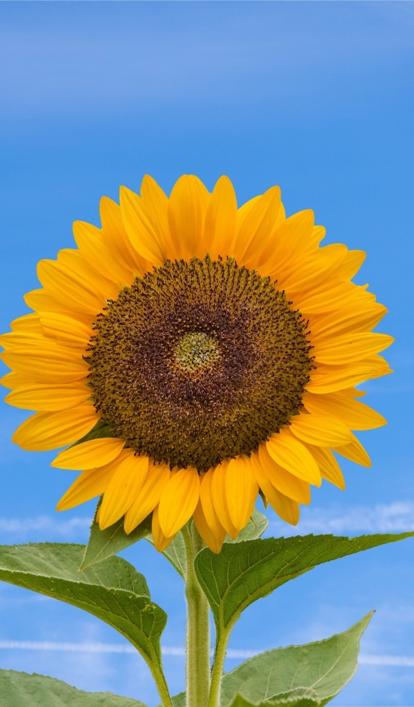 Желтый цветок подсолнуха на фоне голубого неба  