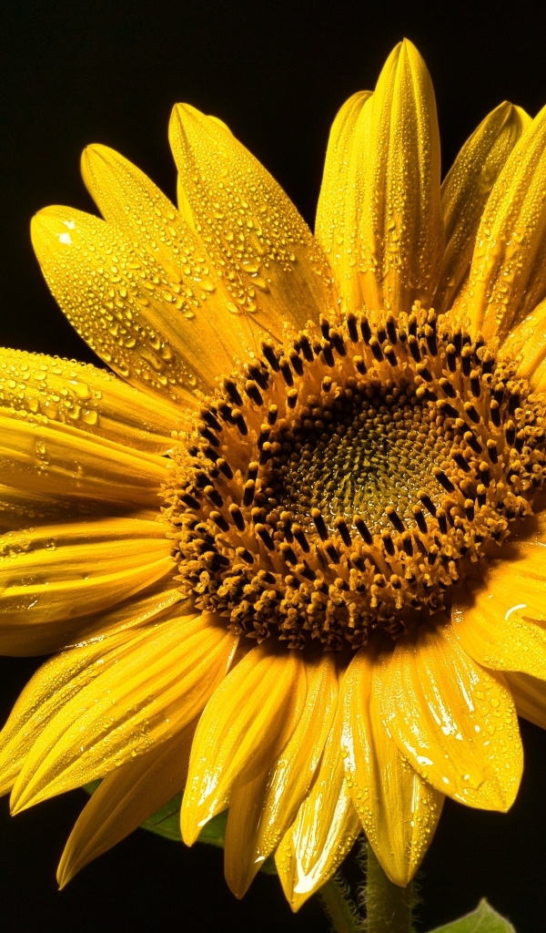 Желтый цветок подсолнуха на черном фоне