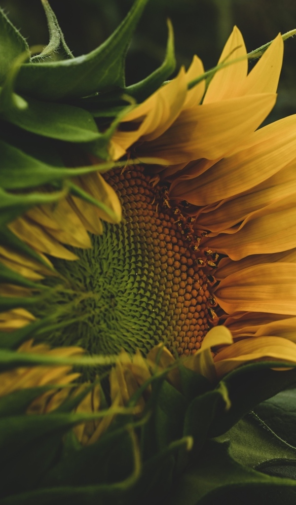 Желтый цветок подсолнуха с зелеными листьями