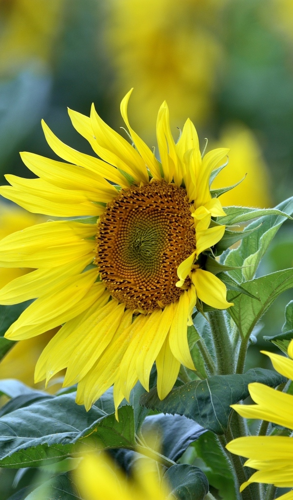 Желтые цветы подсолнуха на поле крупным планом