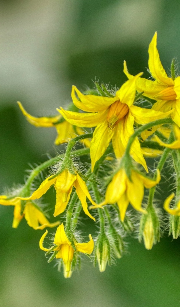 Желтые цветы томатов на ветке