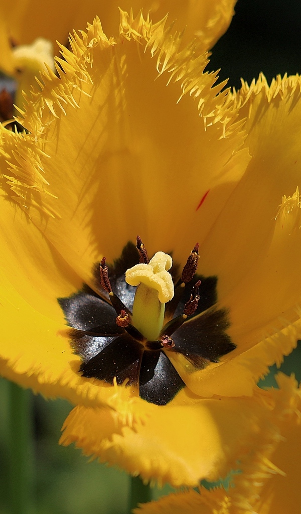 Желтые тюльпаны с черной серединкой крупным планом