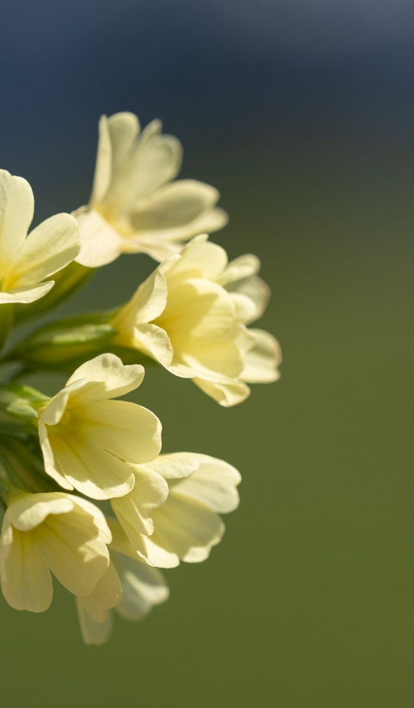 Желтые полевые цветы крупным планом