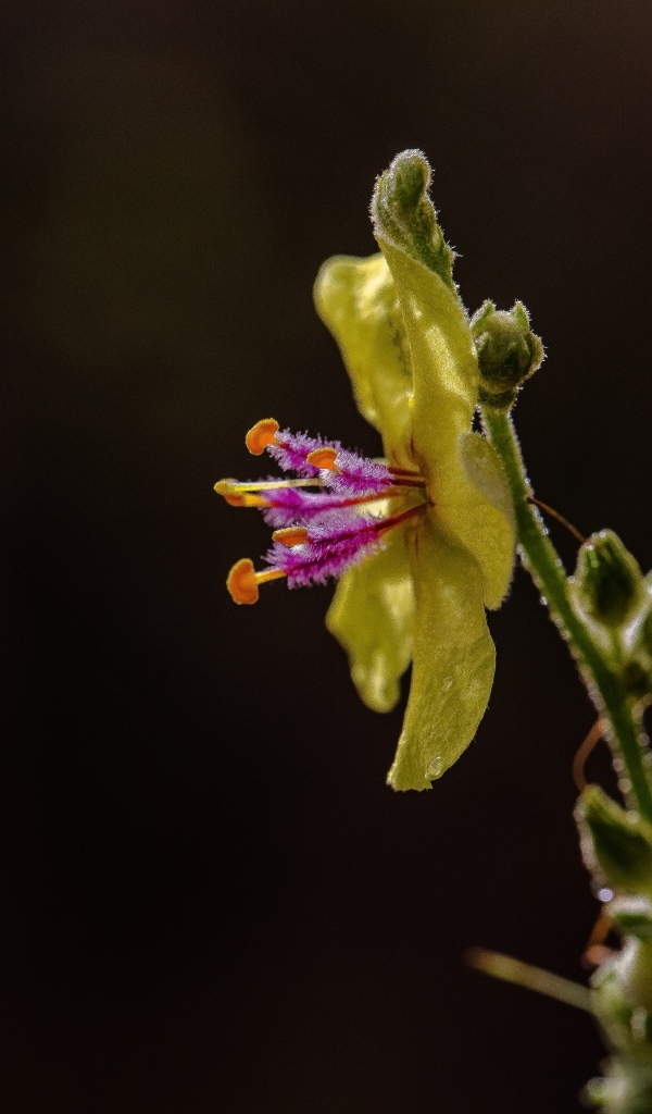 Желтый полевой цветок на черном фоне