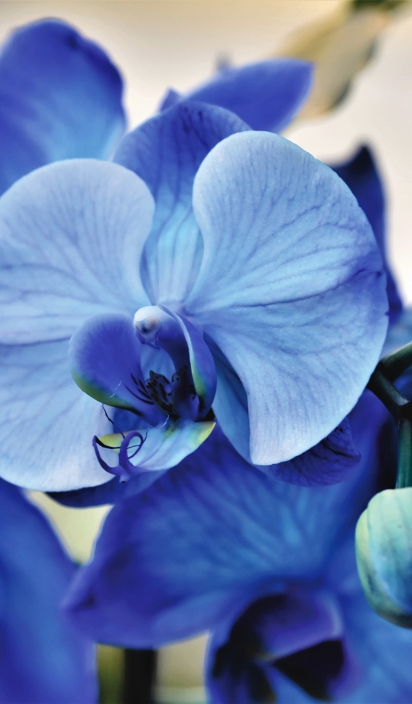 Красивая синяя орхидея 