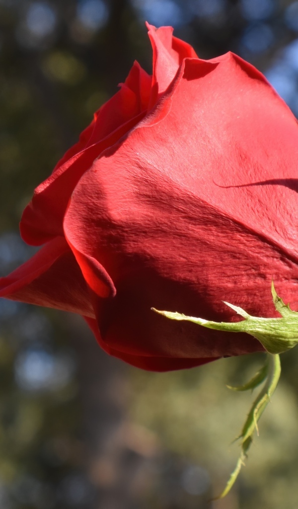 Красивый цветок красной розы