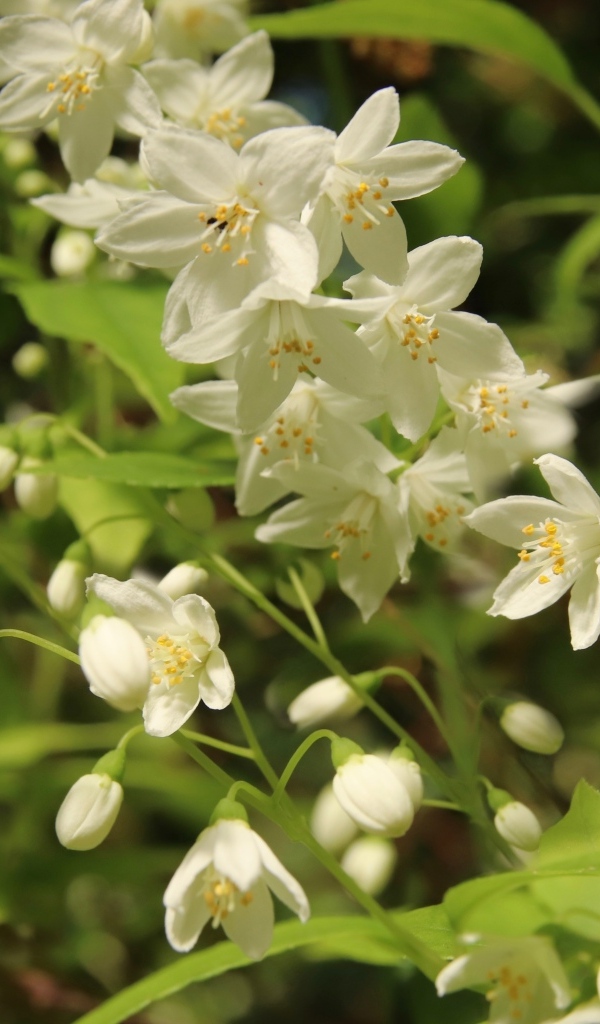 Красивый белый весенний цветок