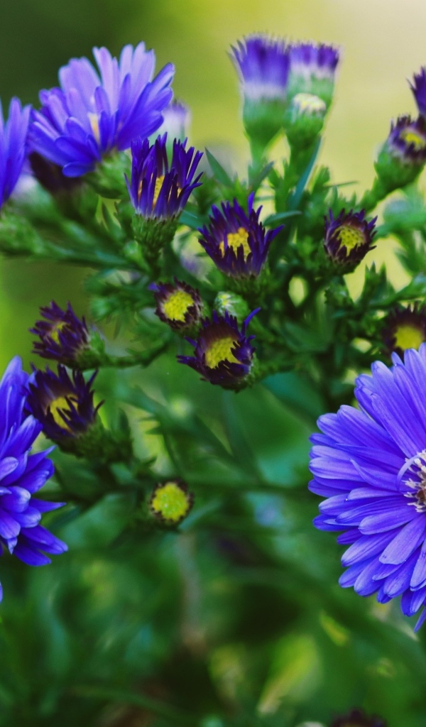 Синий осенний цветок сентябринка