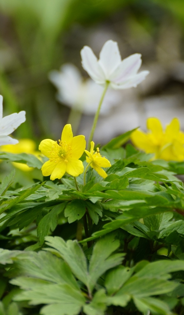 Лесные цветы ветреница ранункулоидная