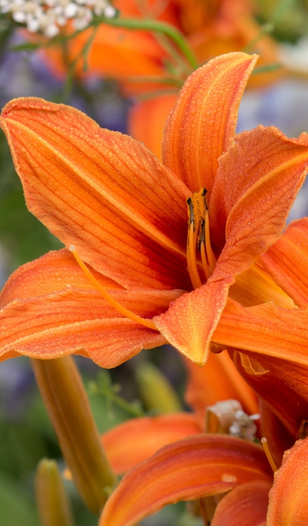 Оранжевые цветы садового лилейника