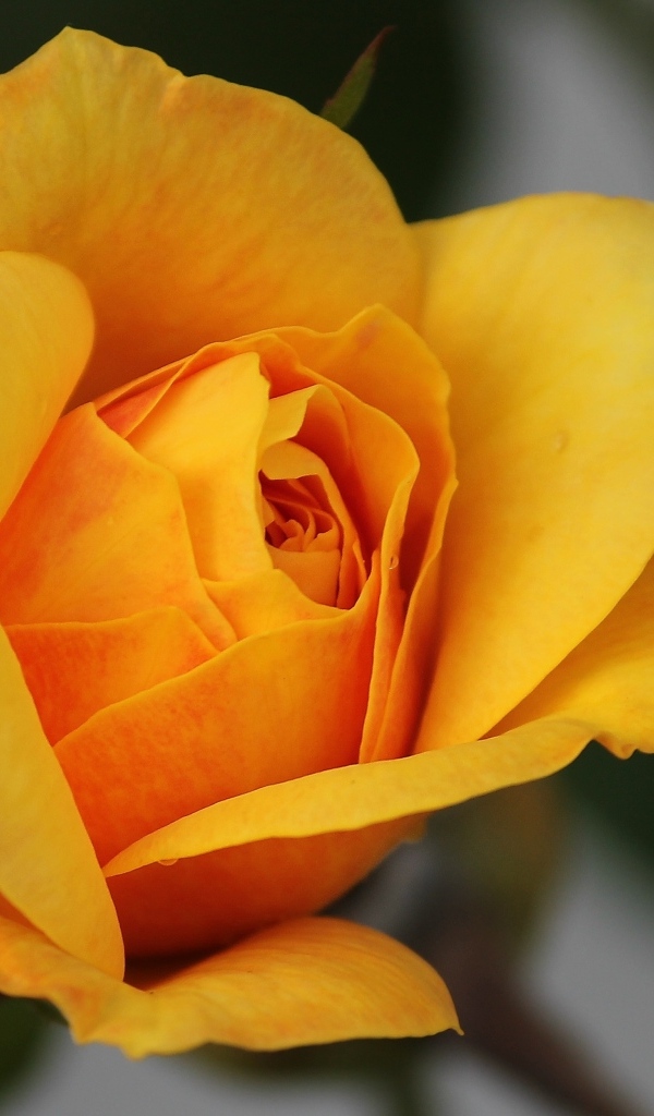 Оранжевая роза распускается 