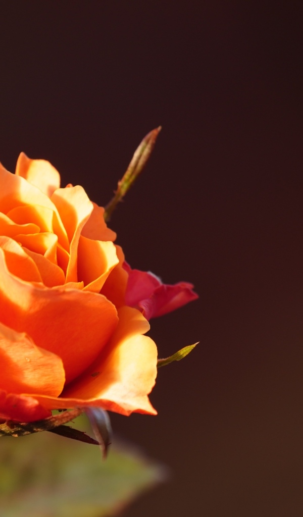 Оранжевая роза в лучах солнца