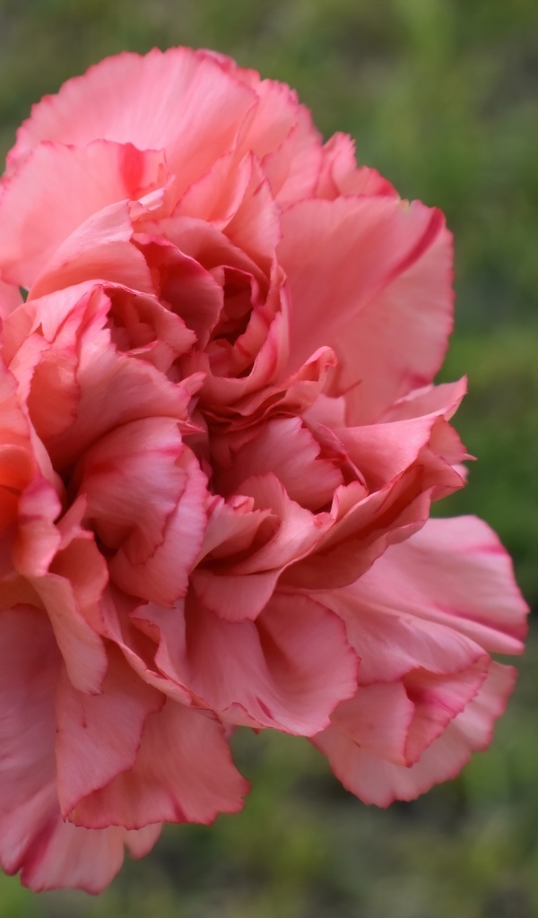 Розовая гвоздика крупным планом