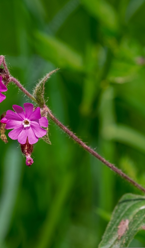 Розовые цветы полевой гвоздики