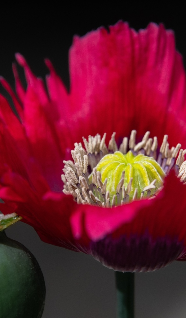 Розовый садовый декоративный мак 