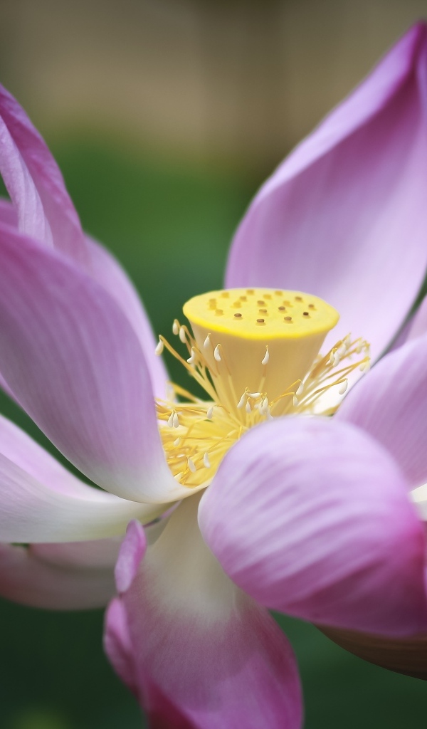 Розовый цветок лотоса крупным планом