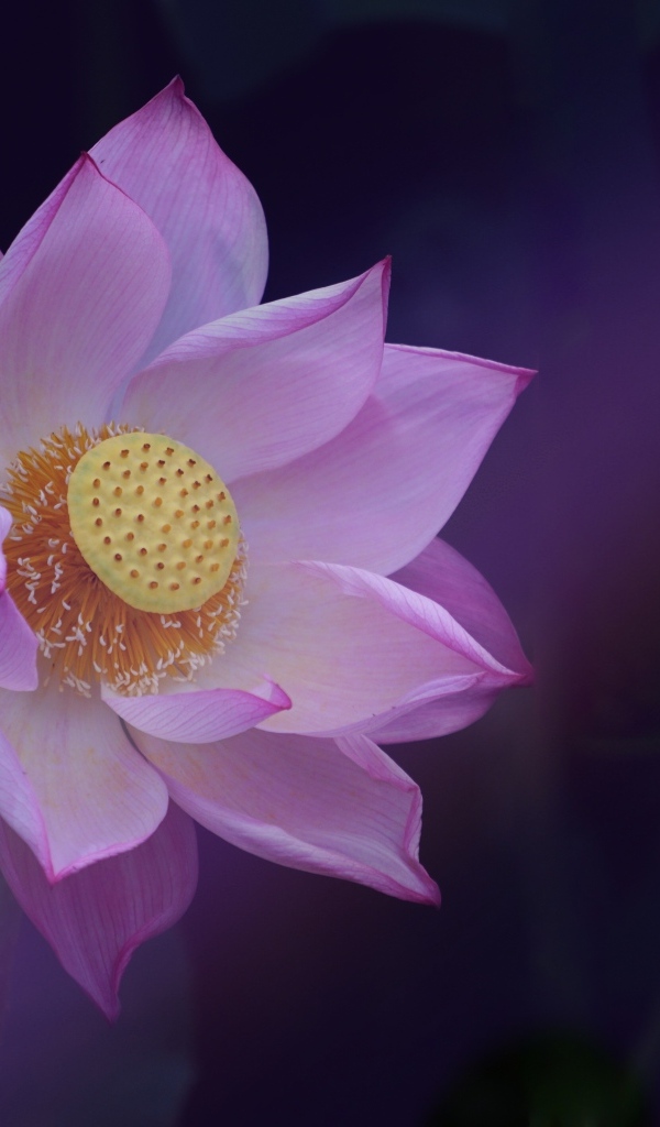 Розовый цветок лотоса с желтой серединкой