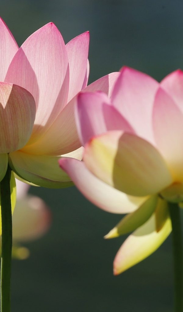 Розовые лотосы крупным планом