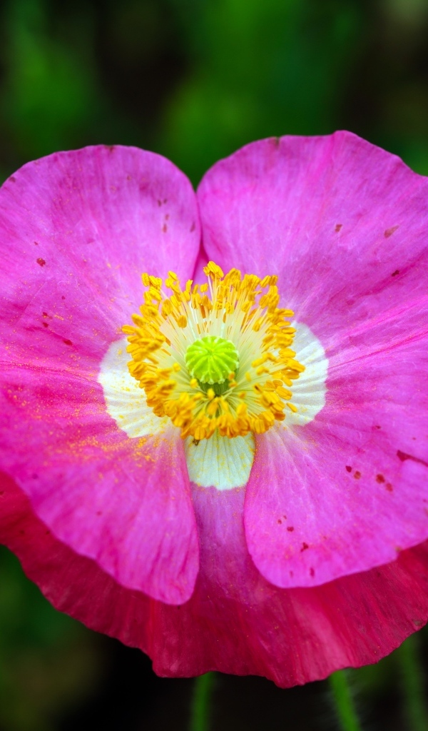 Розовый цветок мака крупным планом