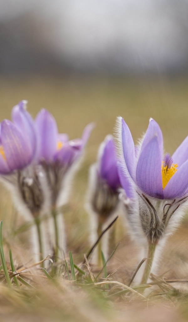 Фиолетовые полевые цветы прострел