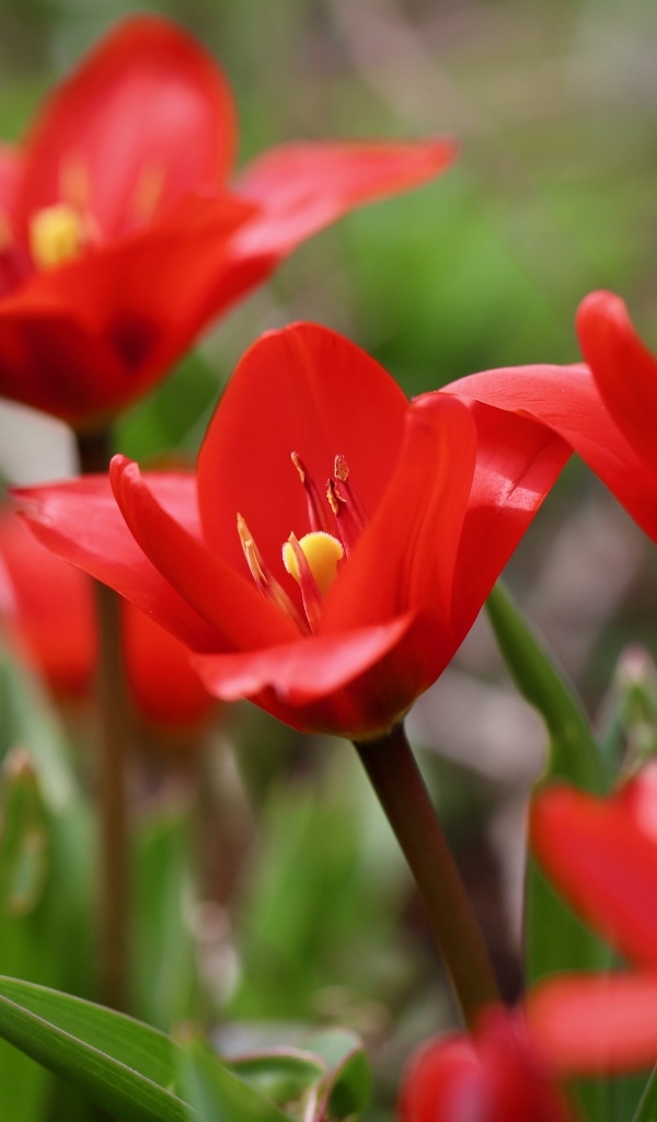 Маленькие красивые красные тюльпаны