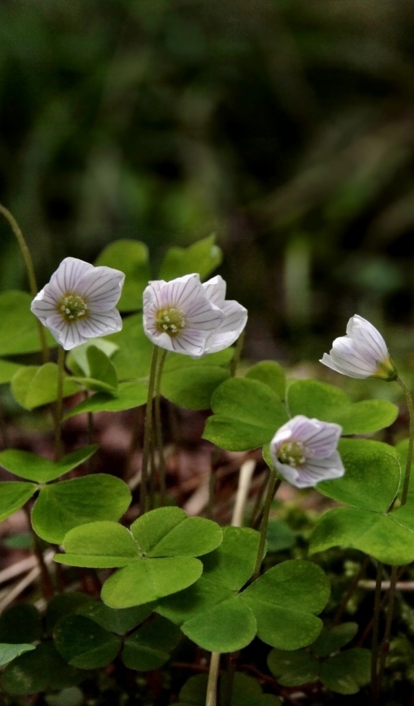 Маленькие цветы четырехлистного клевера