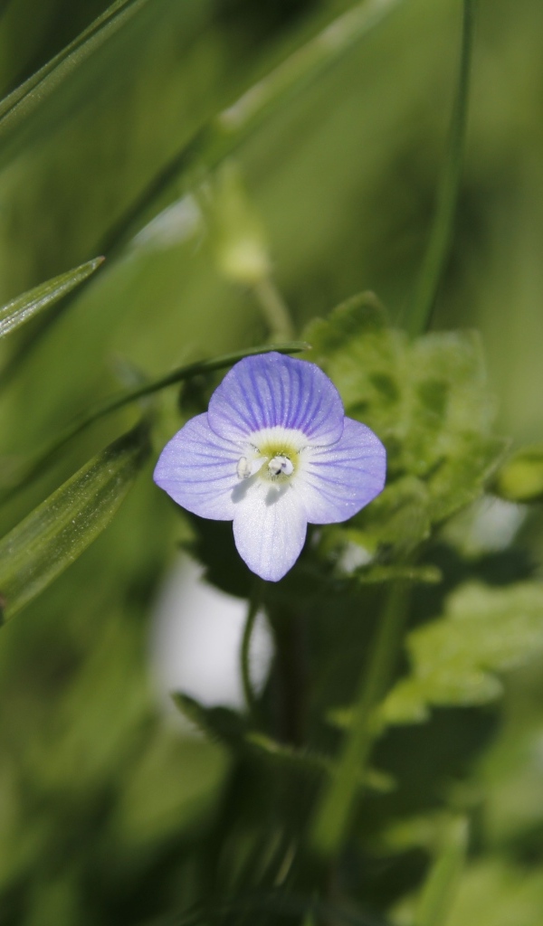 Маленький фиолетовый цветок гипсофилы