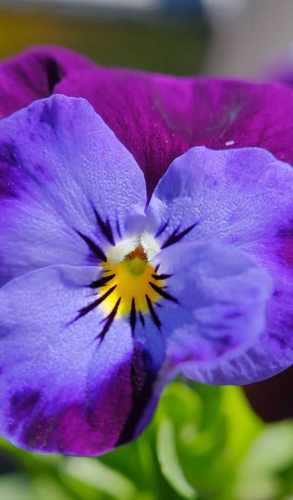 Маленький фиолетовый цветок анютины глазки