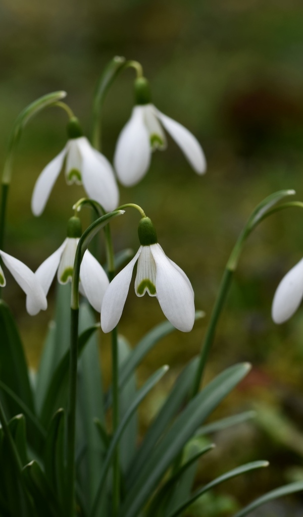 Маленькие цветы подснежника весной