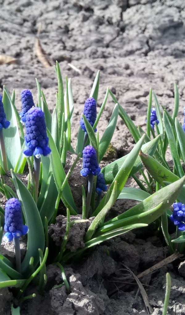 Маленькие весенние цветы мускарики