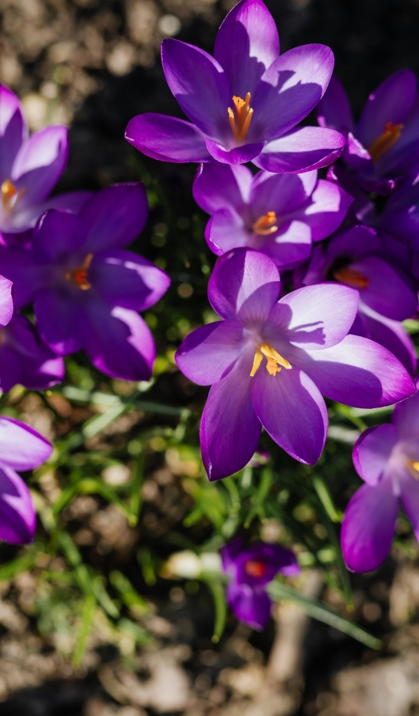 Маленькие весенние фиолетовые крокусы вид сверху