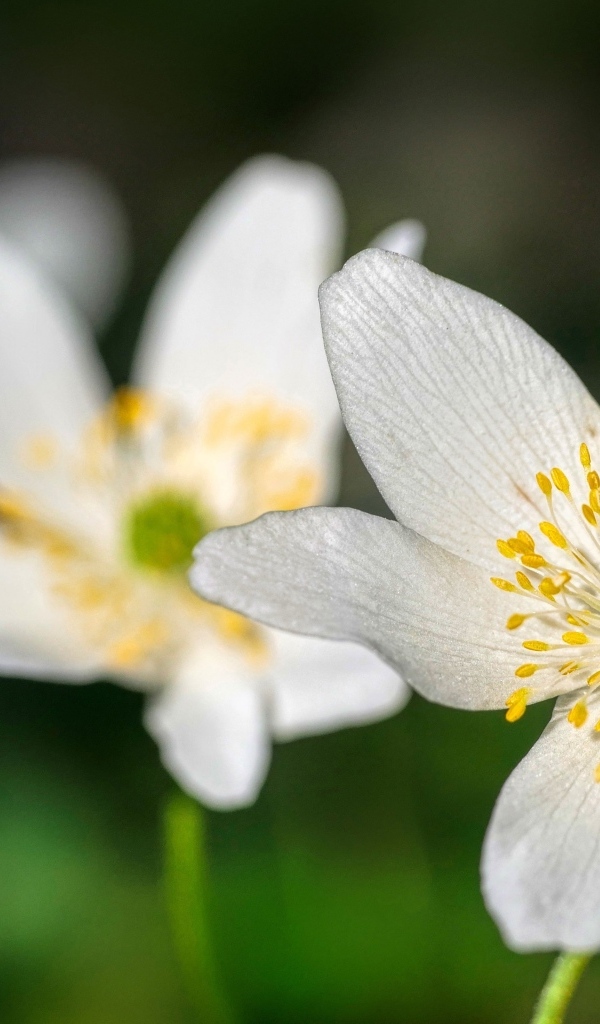 Маленькие белые цветы анемон