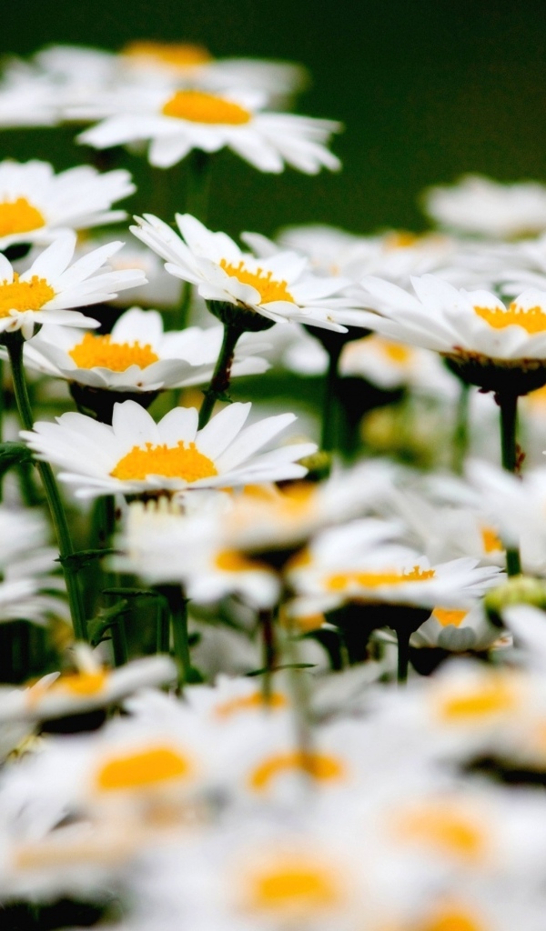 Маленькие белые ромашки крупным планом