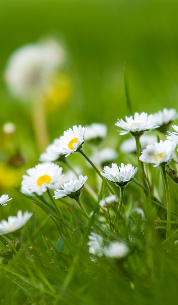 Маленькие белые цветы в зеленой траве