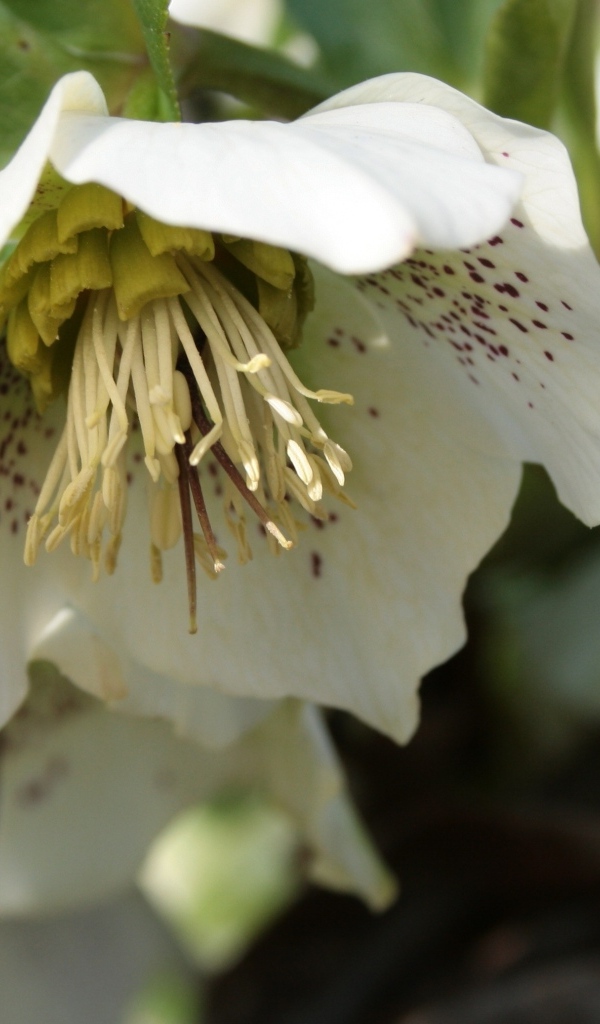 Пятнистый белый цветок морозник