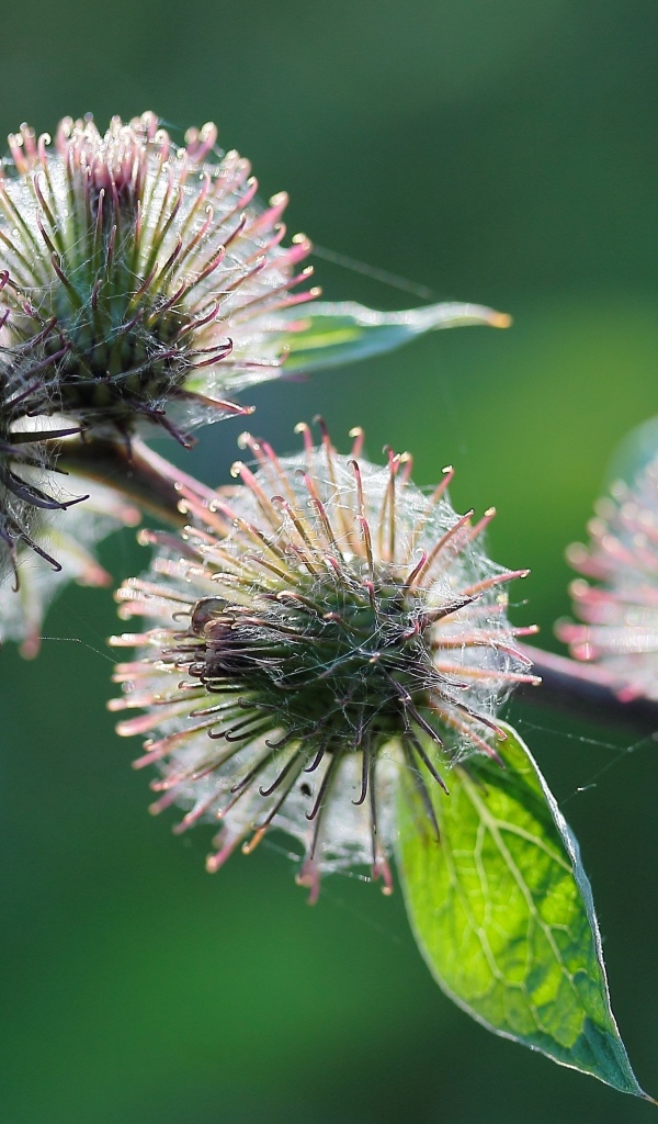 Колючие цветы расторопши