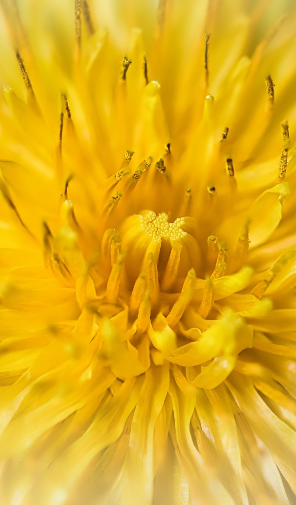 Желтый одуванчик крупным планом