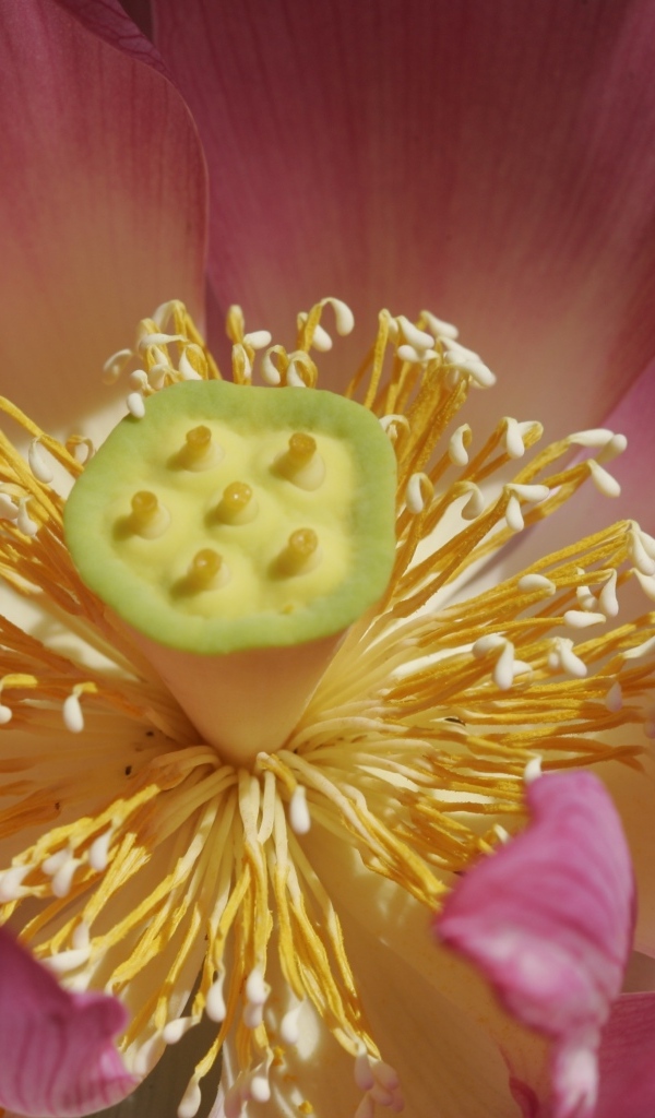 Желтая середина цветка лотоса крупным планом