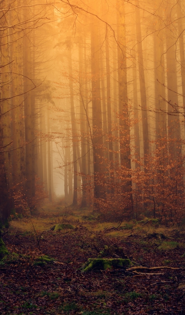 Холодный темный осенний лес